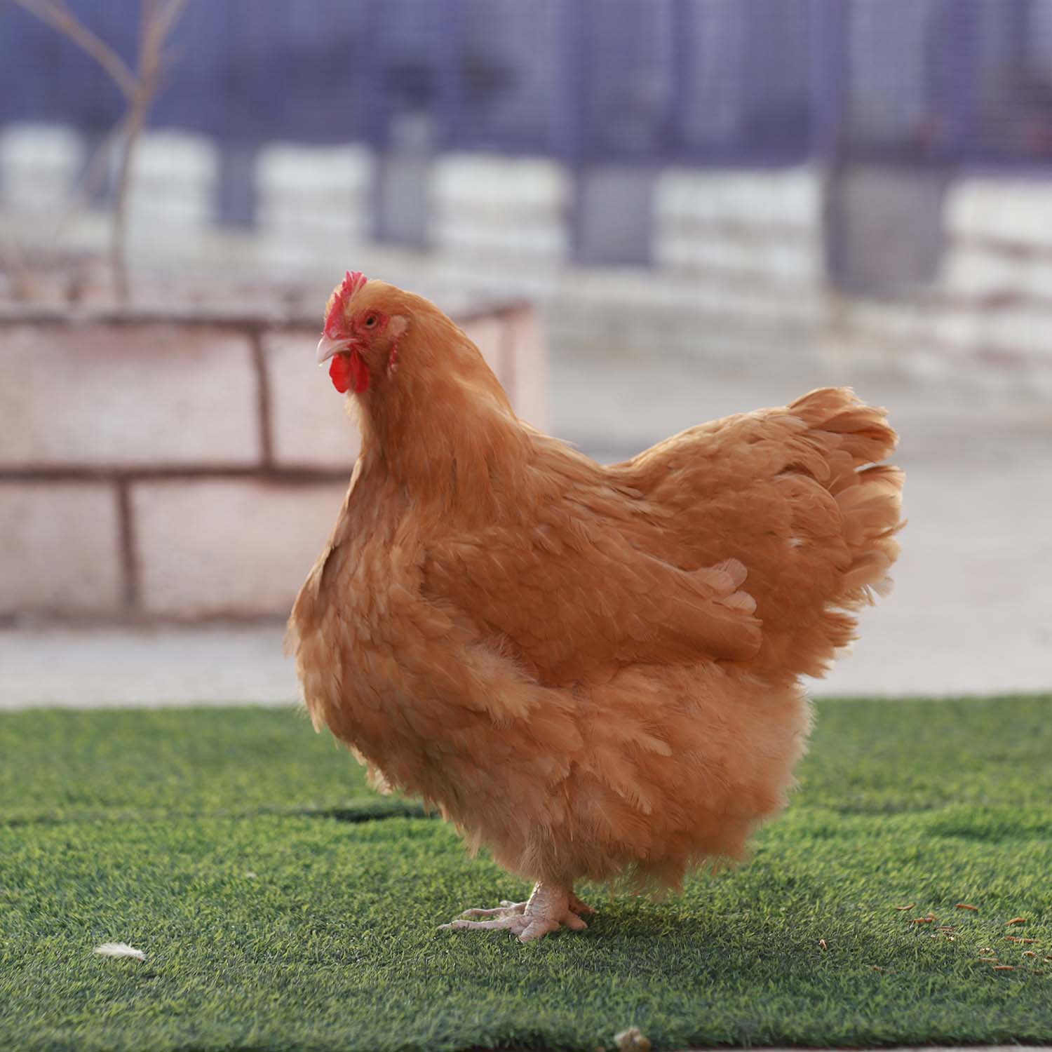 مرغ و خروس اورپینگتون