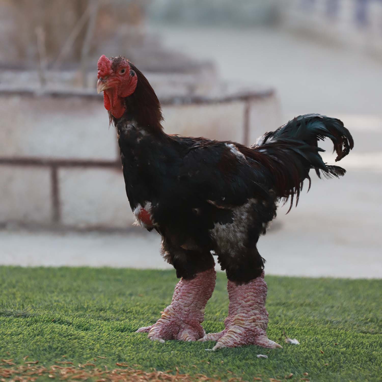 دانگ تائو