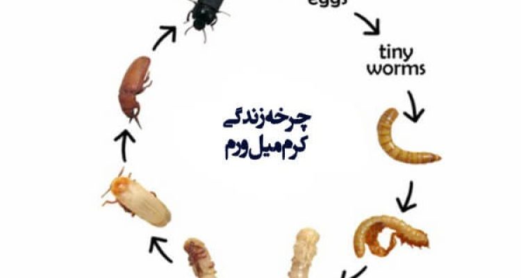 چرخه-زندگی-کرم-میل-ورم